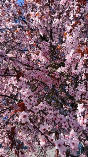Sakura
